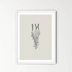 Lavanda - purity, serenity, grace and calmness