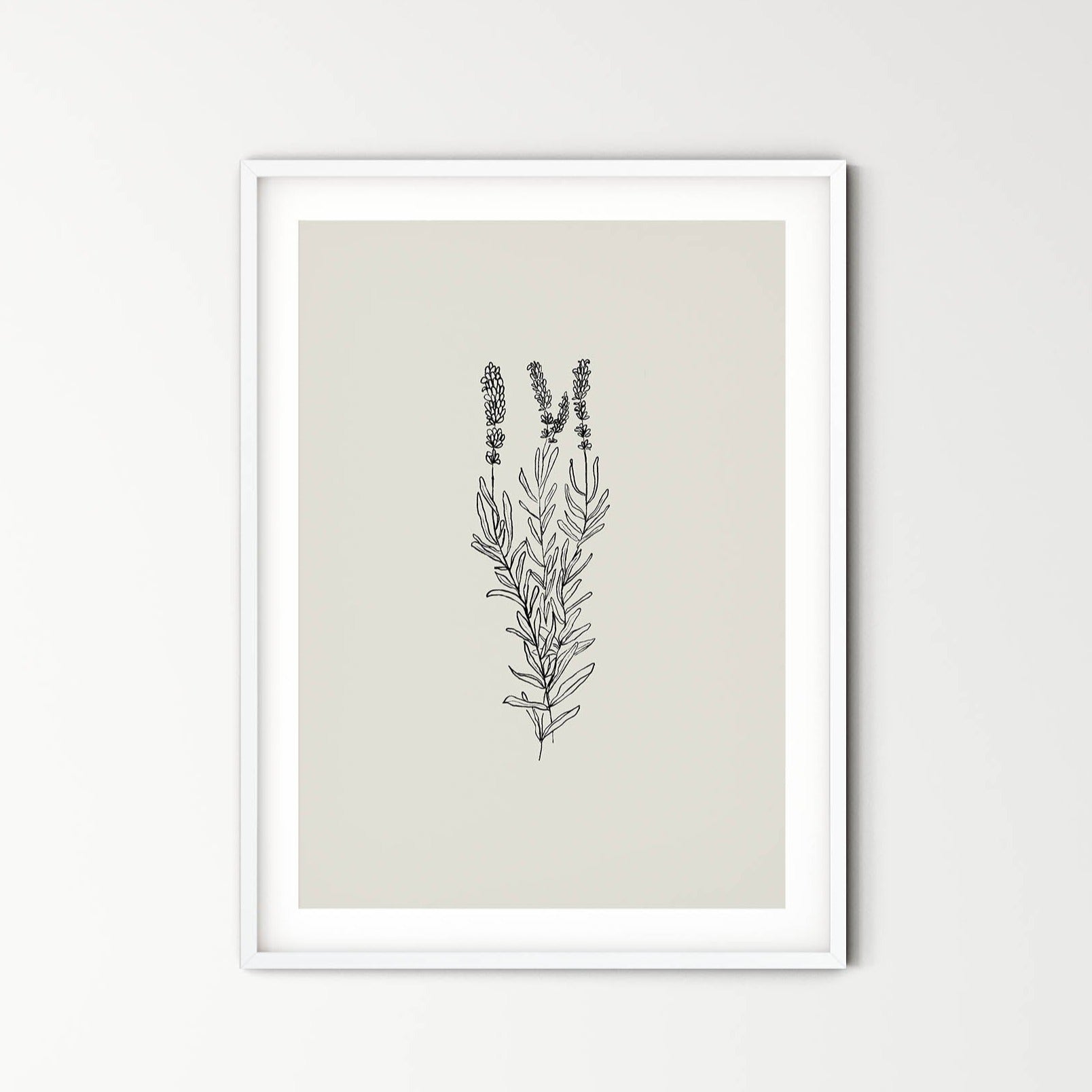 Lavanda - purity, serenity, grace and calmness