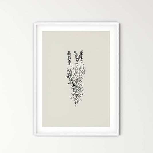 Lavanda - purity, serenity, grace and calmness